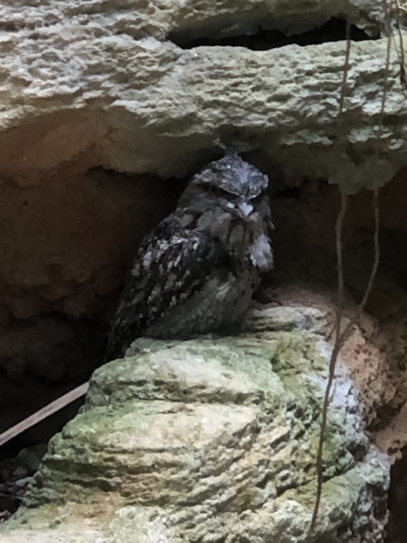 Tawny Frogmouth
