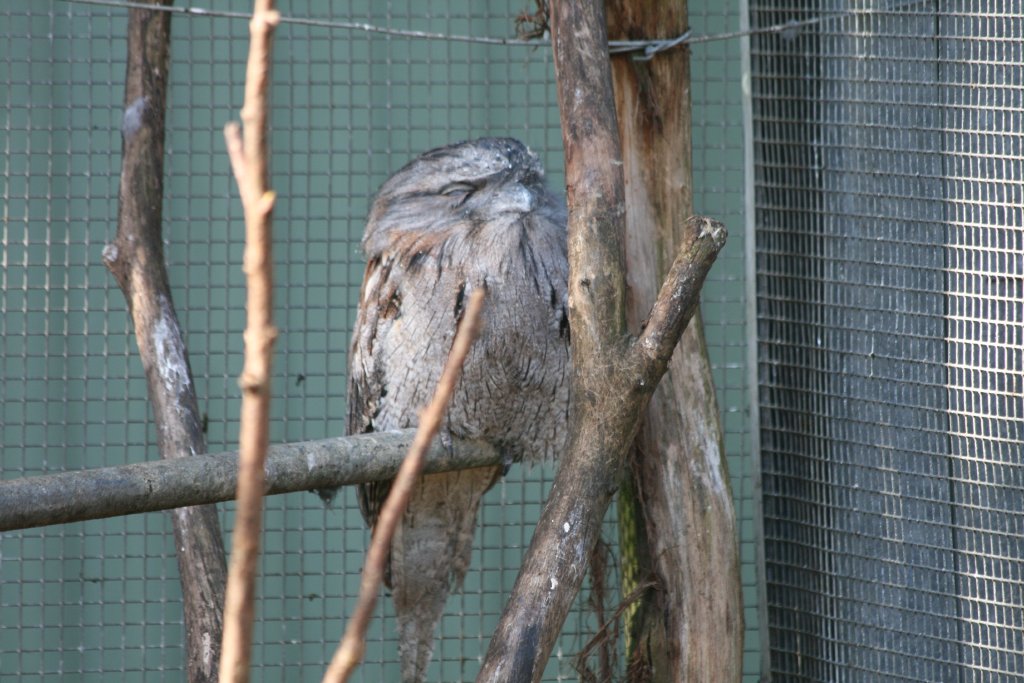 Tawny Frogmouth