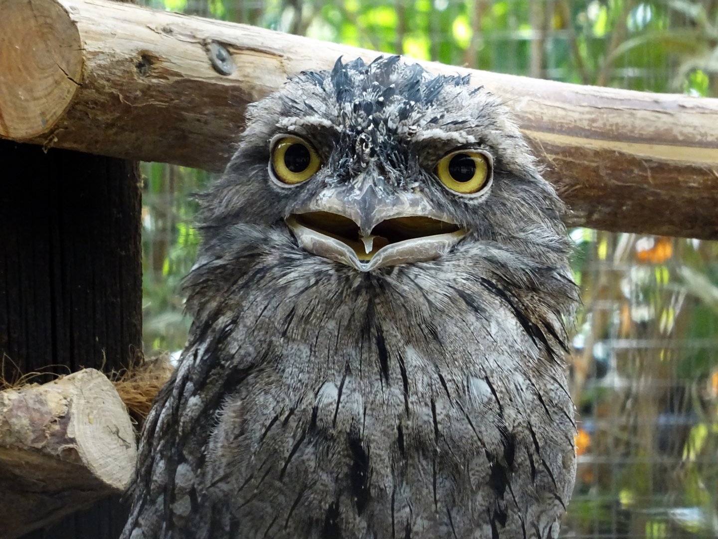 Tawny Frogmouth