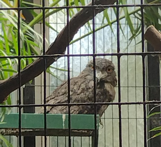 Tawny Frogmouth