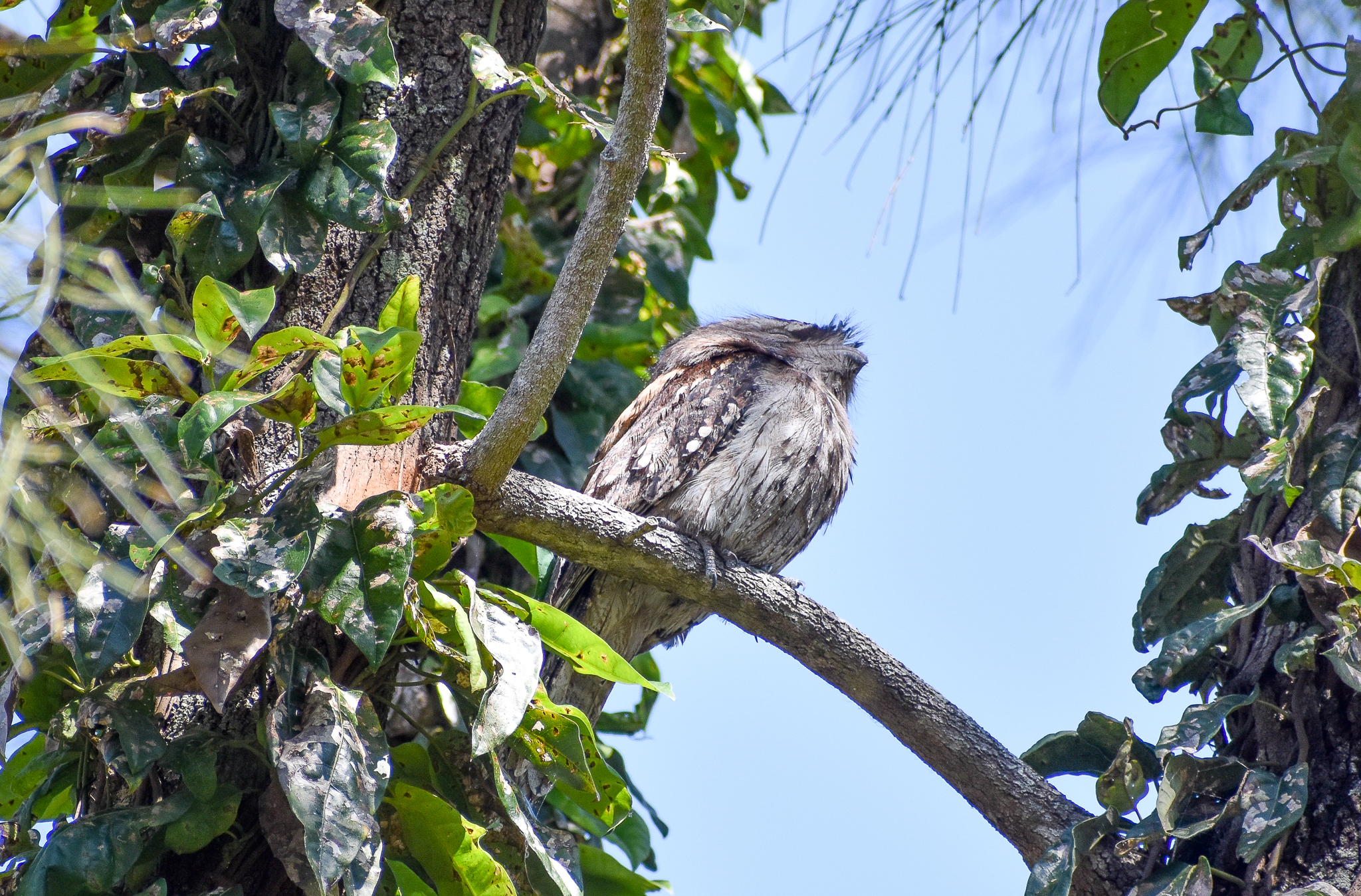 Tawny Frogmouth