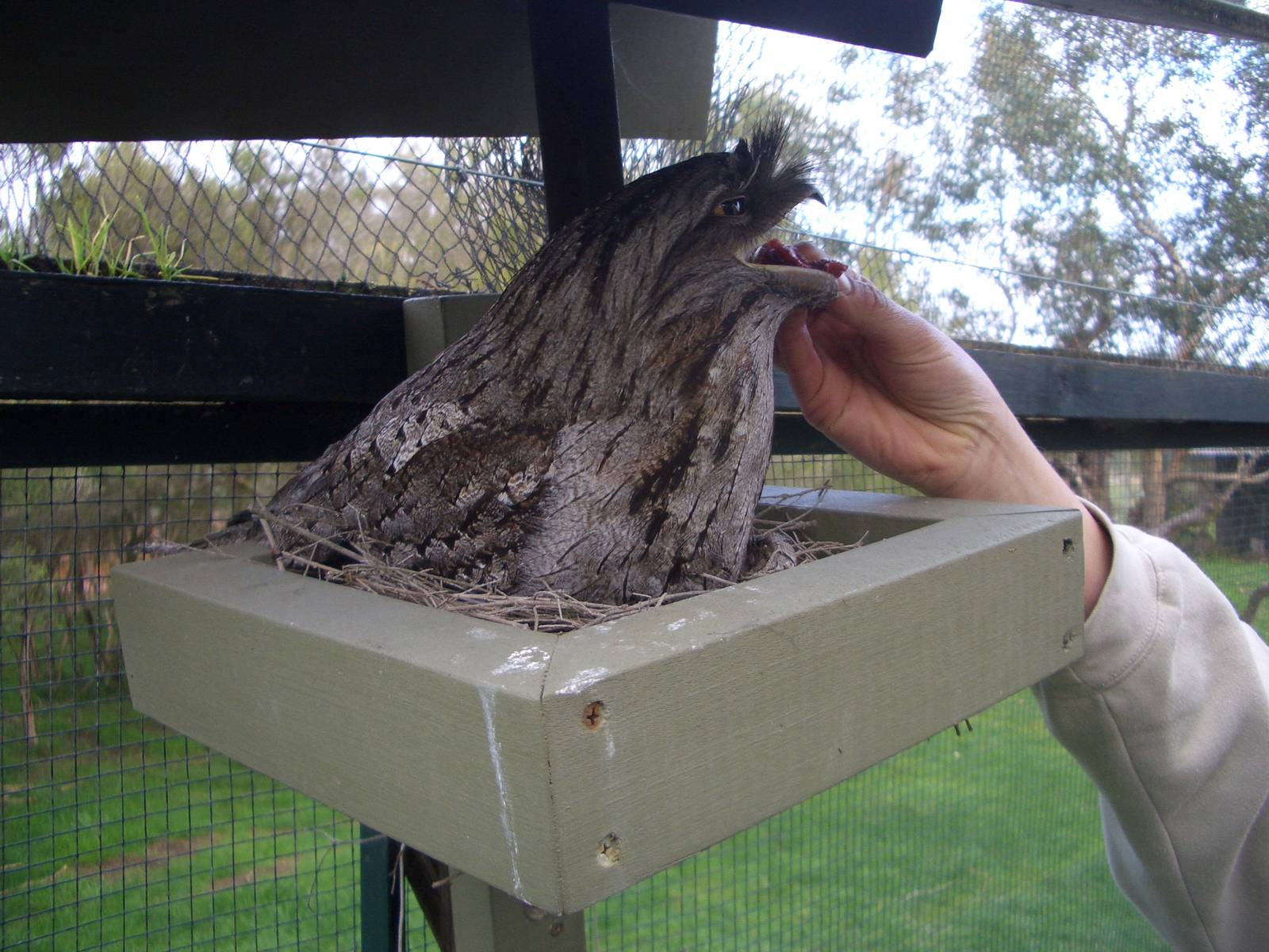 Tawny Frogmouth