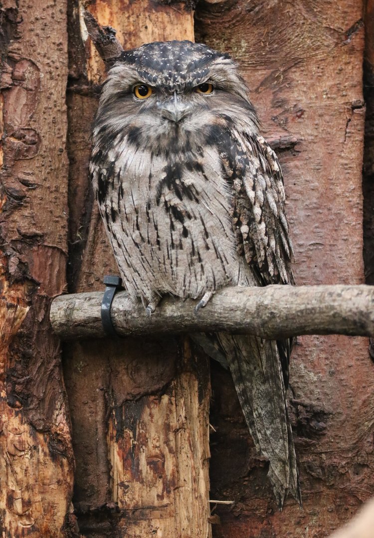 Tawny Frogmouth