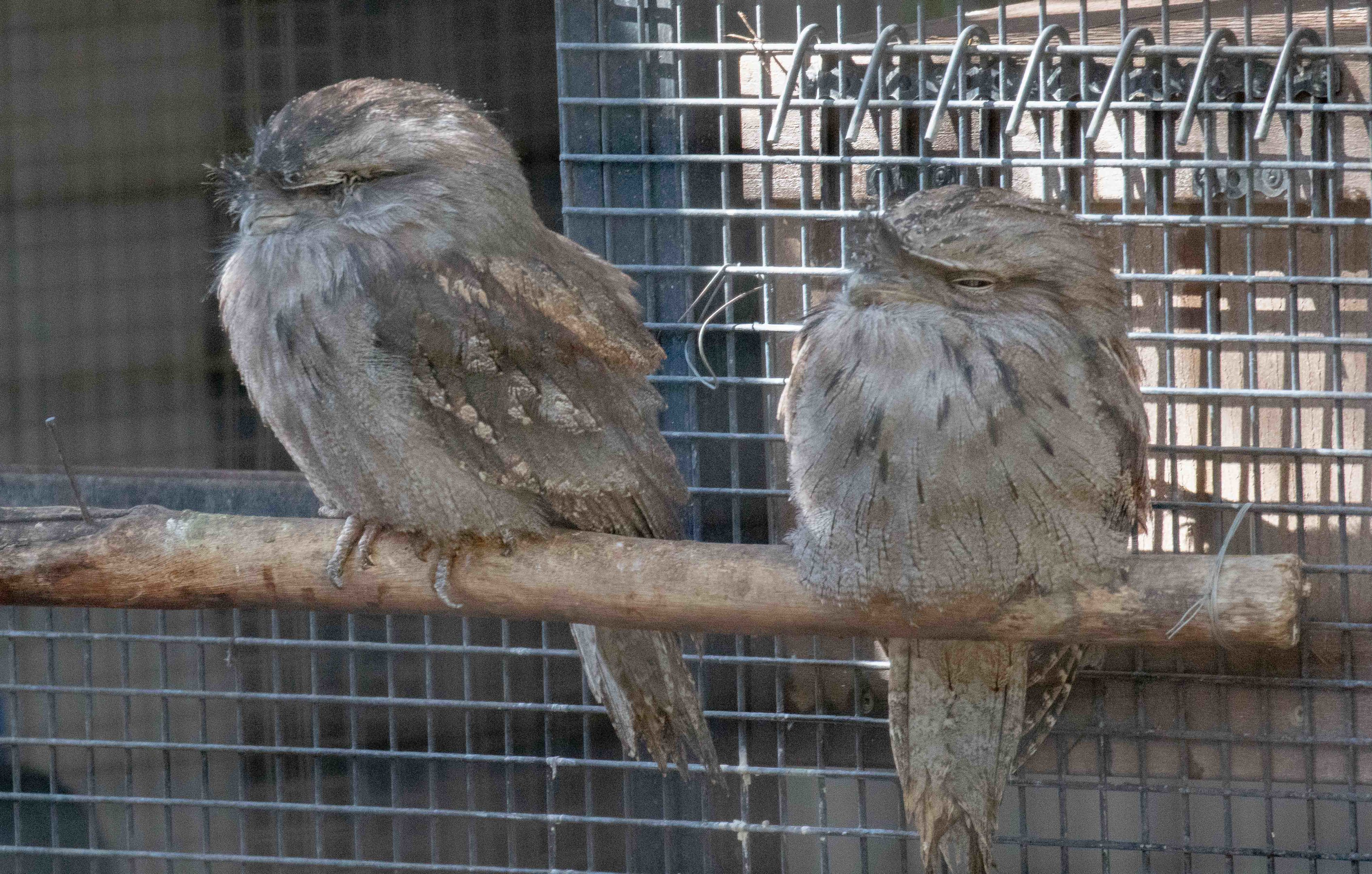 Tawny Frogmouth