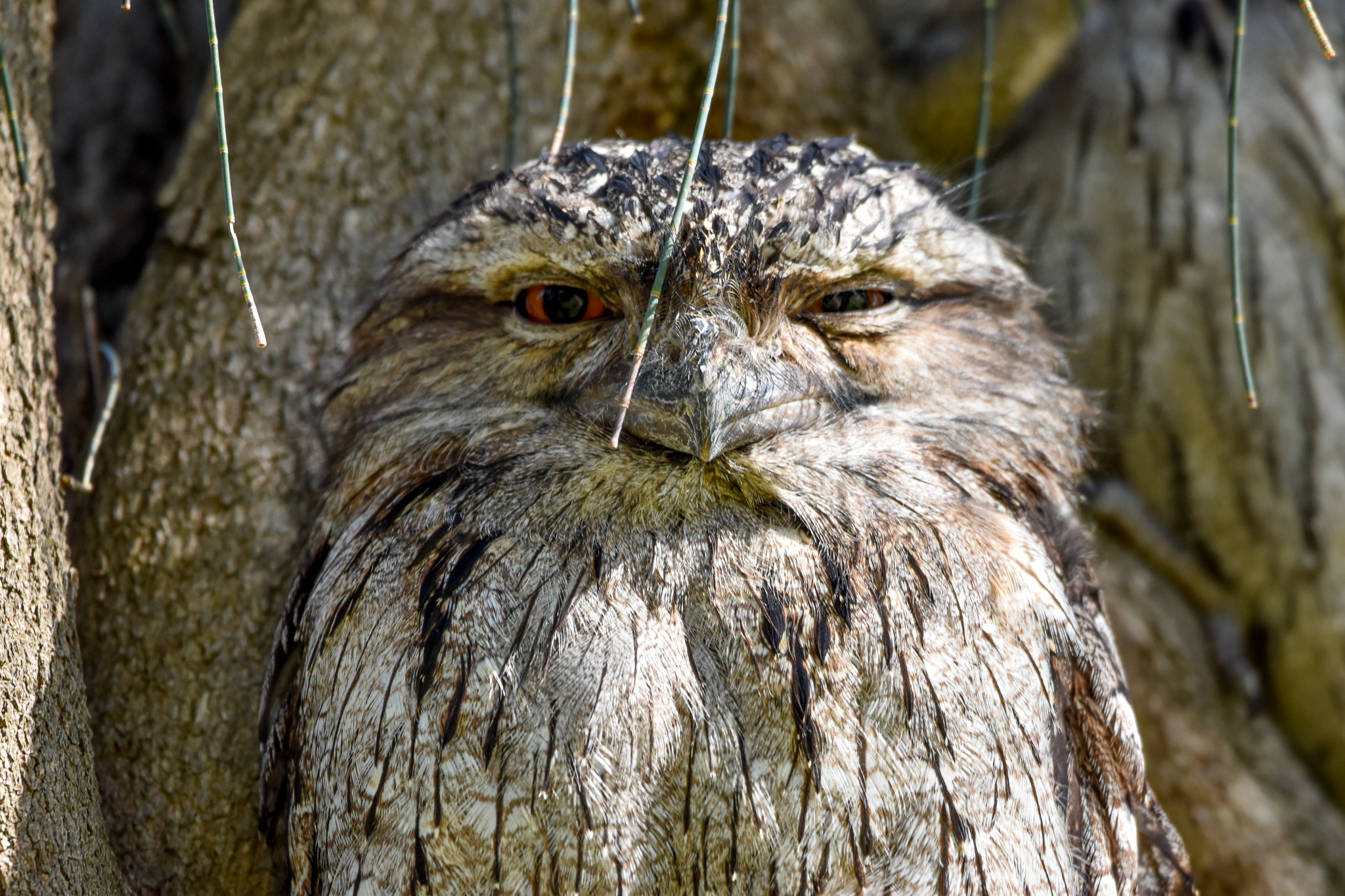 Tawny Frogmouth
