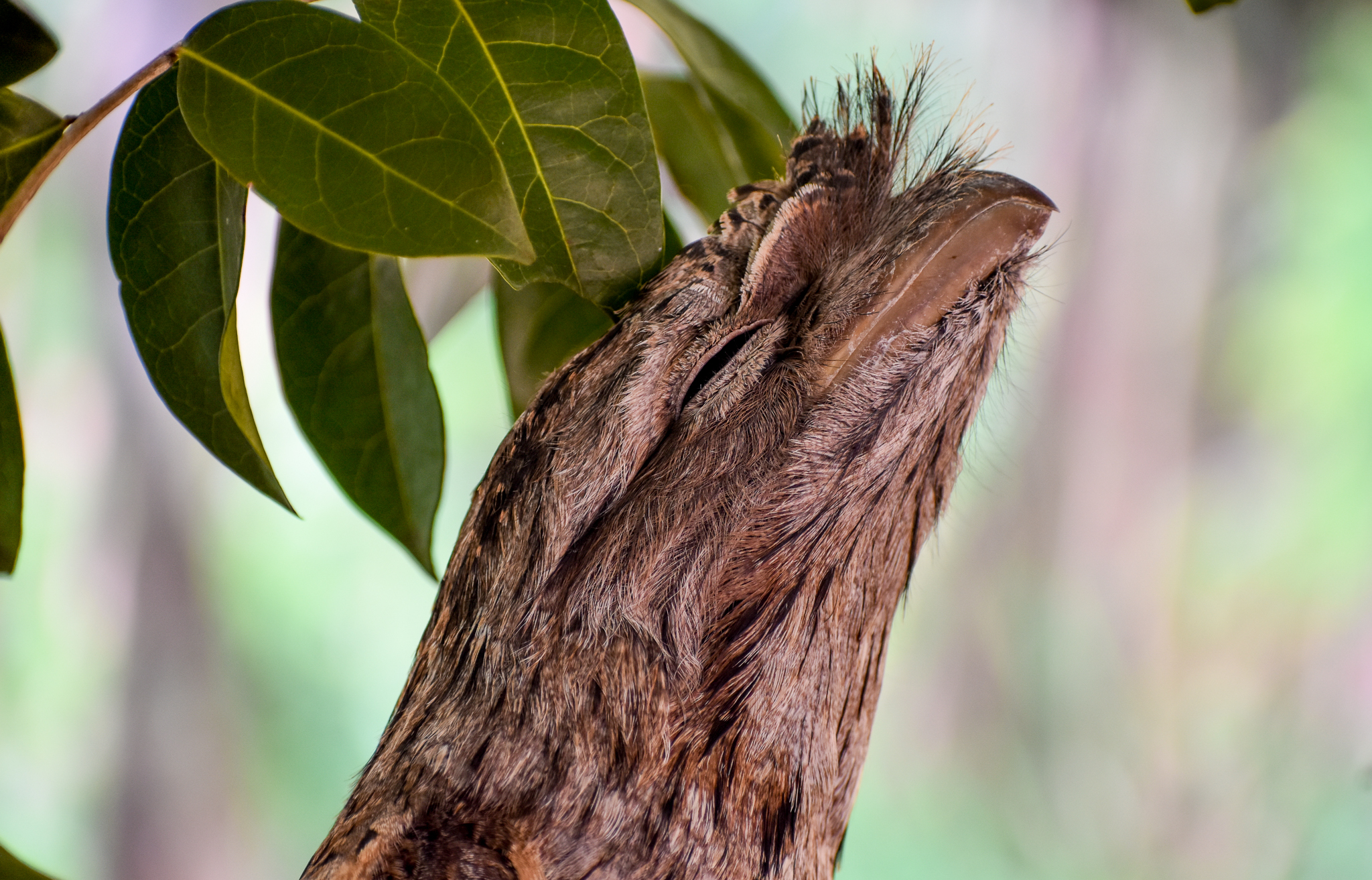 Tawny Frogmouth