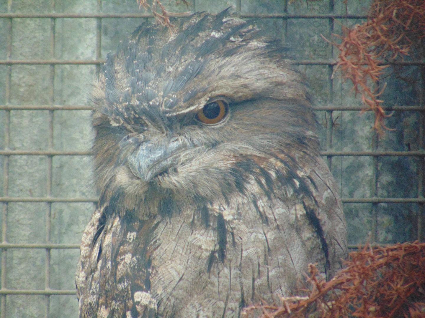 Tawny Frogmouth