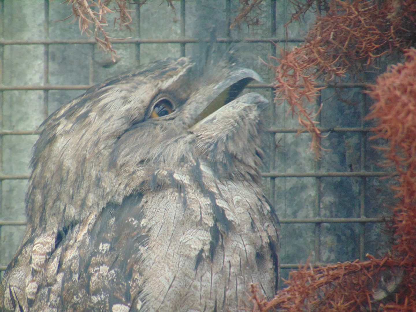 Tawny Frogmouth