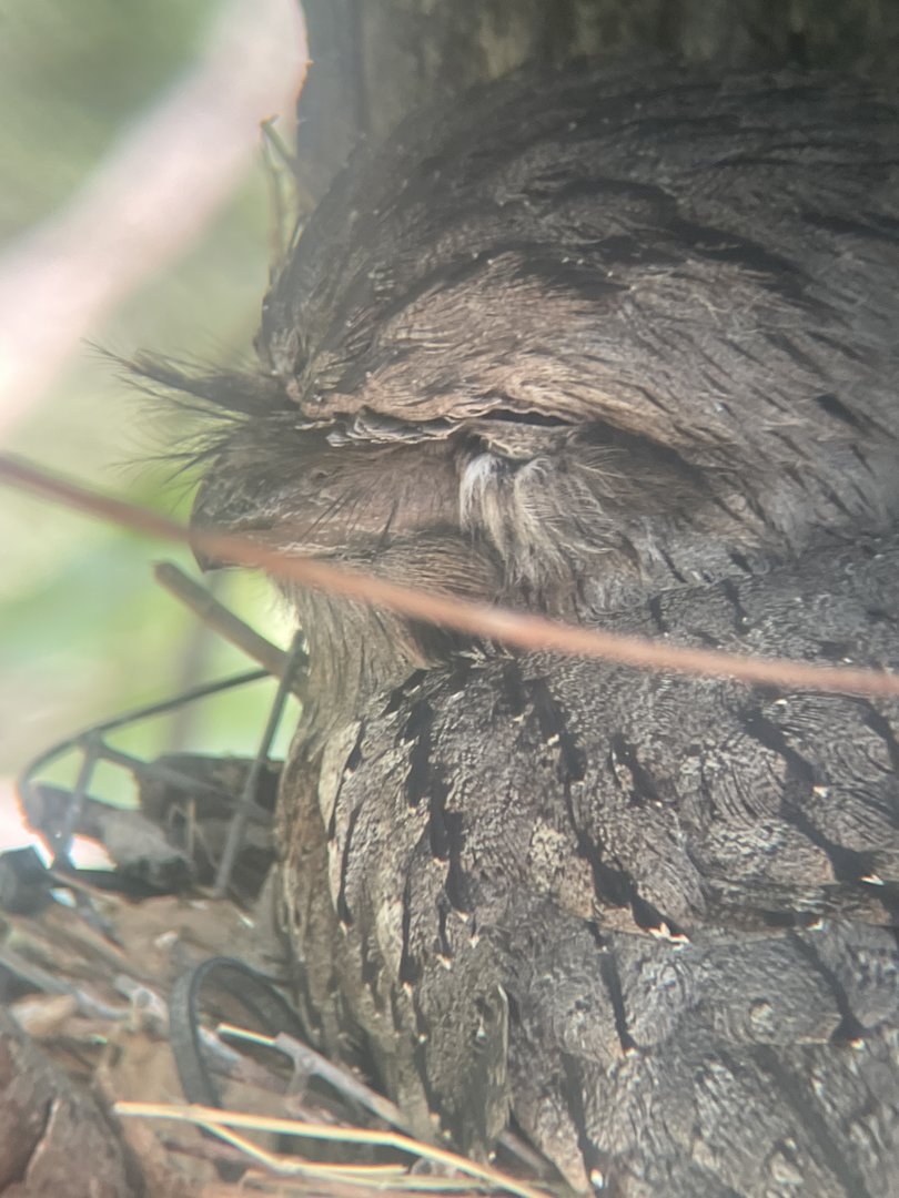 Tawny Frogmouth