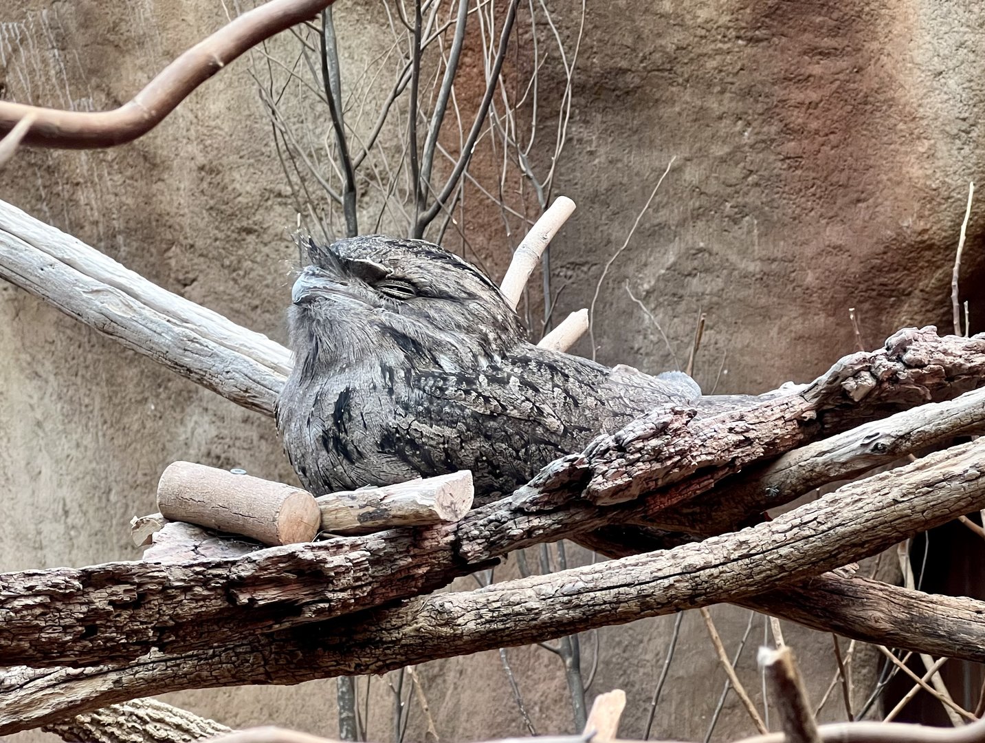 Tawny Frogmouth