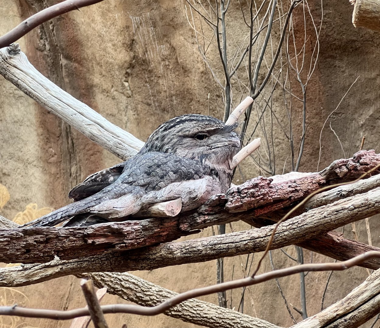 Tawny Frogmouth
