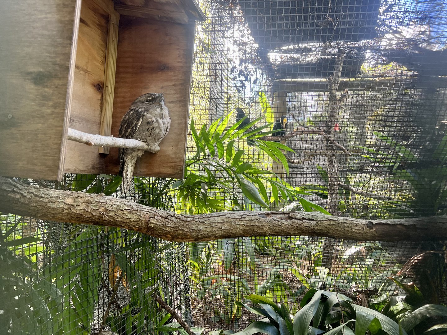 Tawny Frogmouth