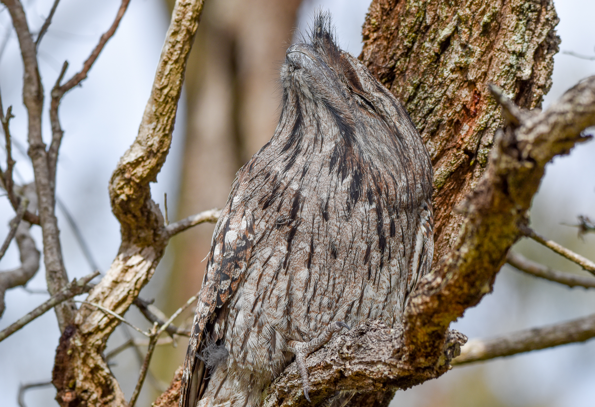 Tawny Frogmouth