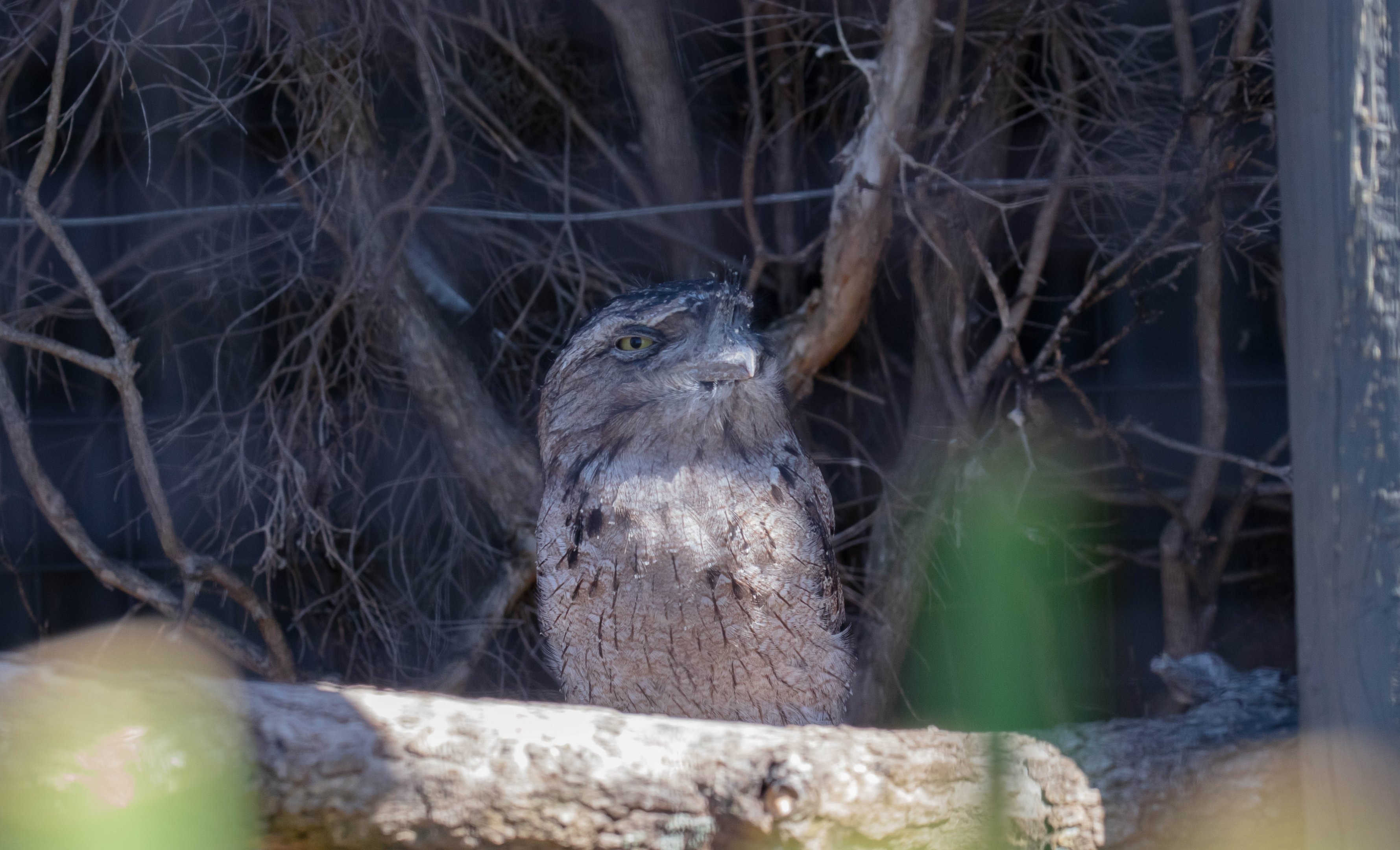 Tawny frogmouth