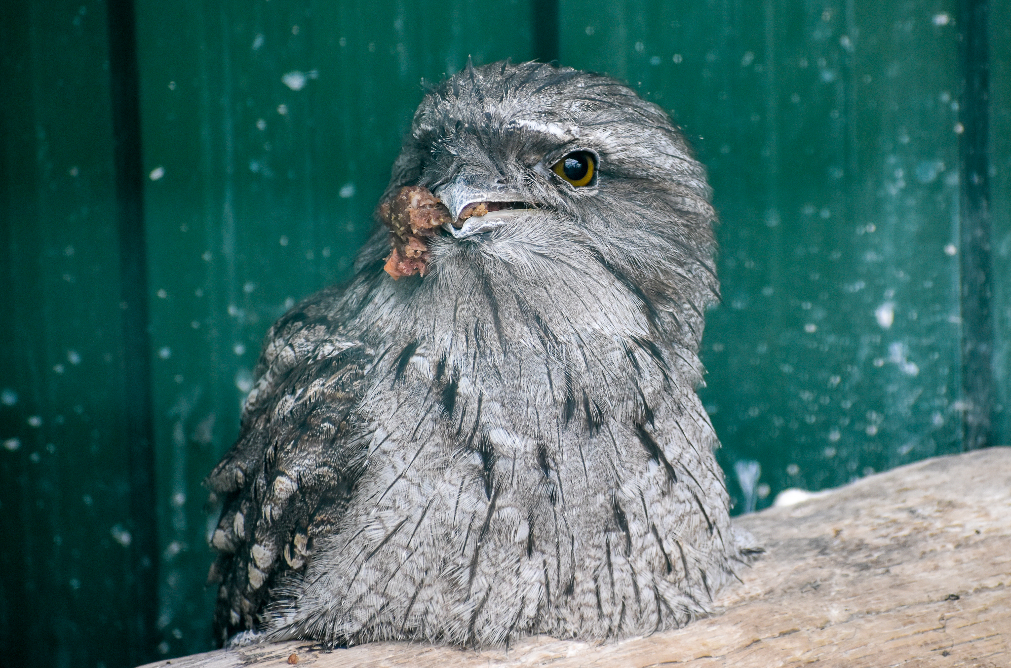 Tawny Frogmouth