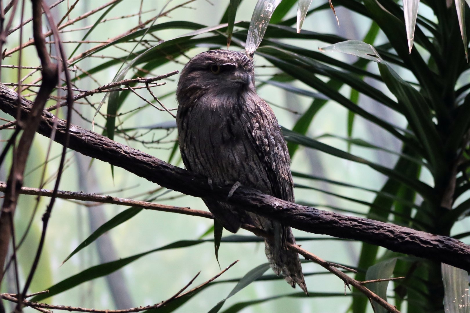 Tawny Frogmouth