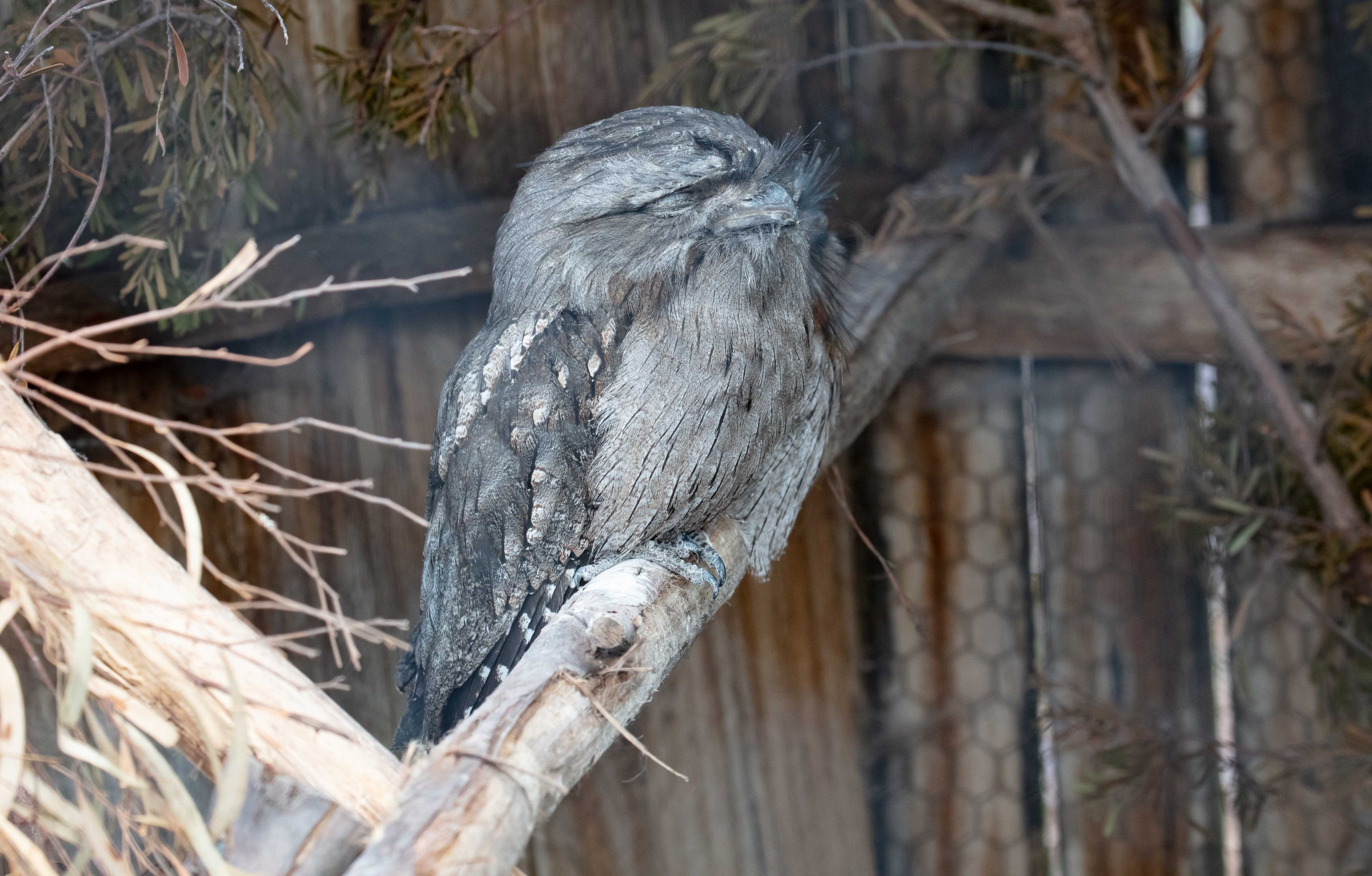 Tawny Frogmouth