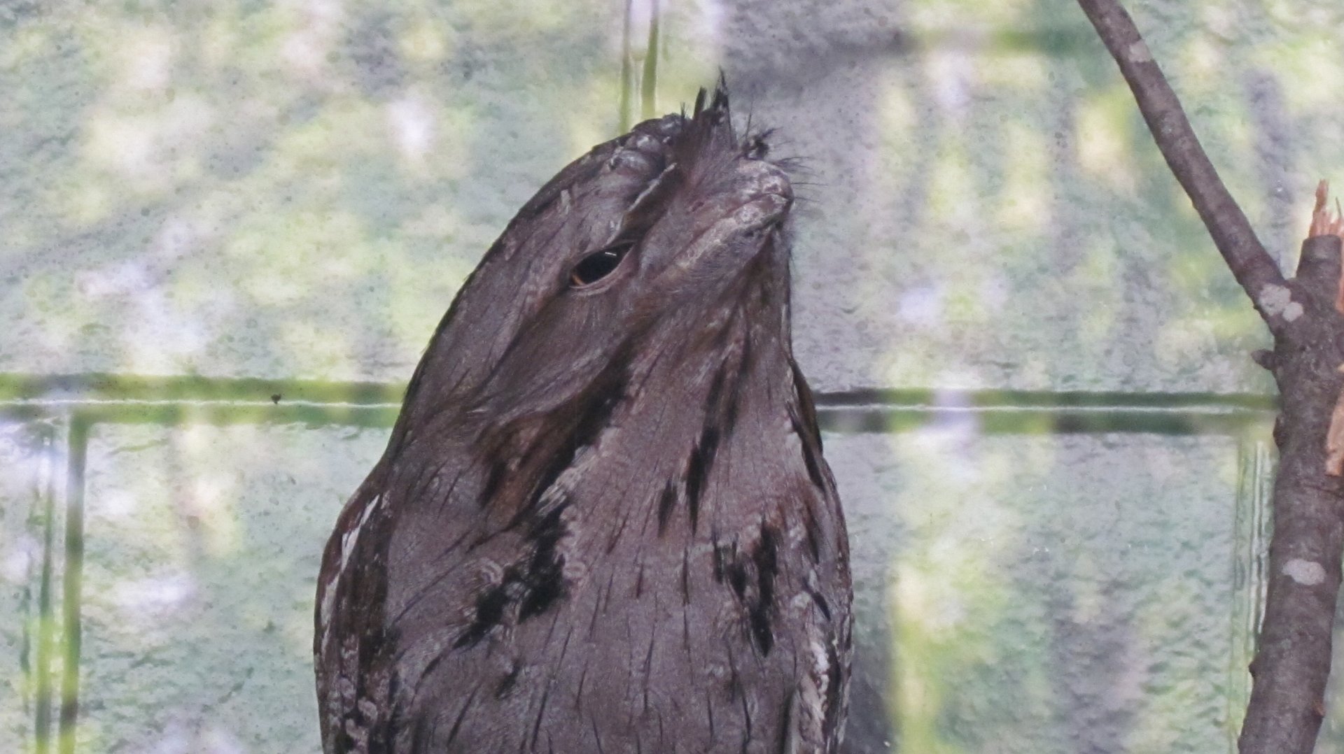 Tawny Frogmouth