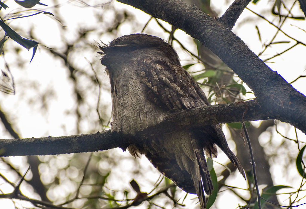 Tawny Frogmouth