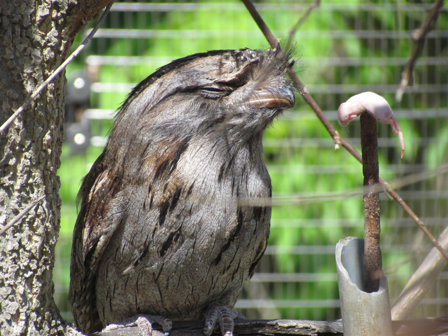 Tawny Frogmouth