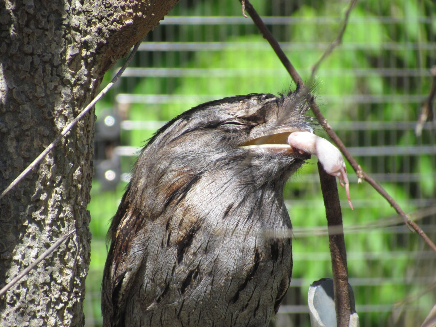Tawny Frogmouth
