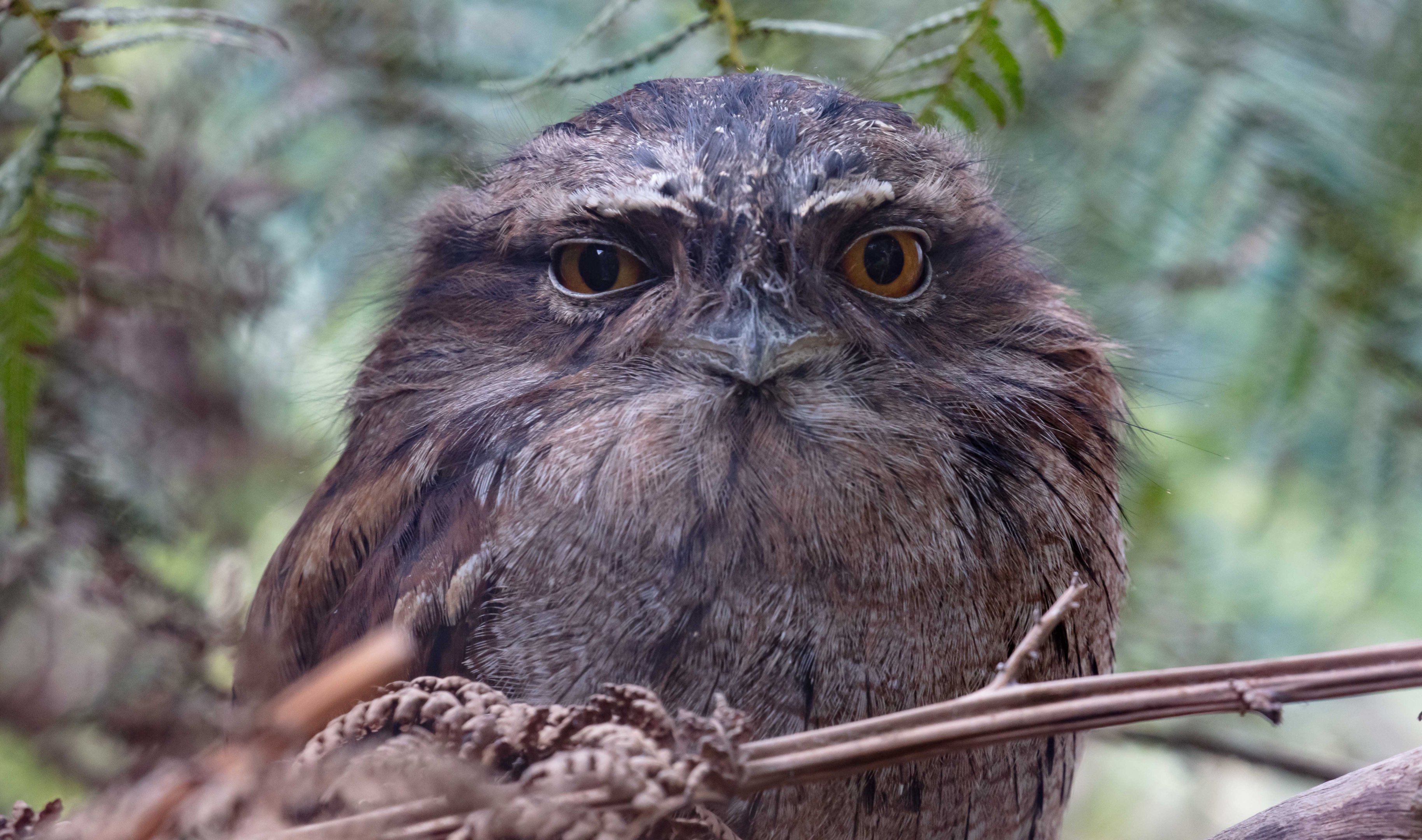 Tawny Frogmouth
