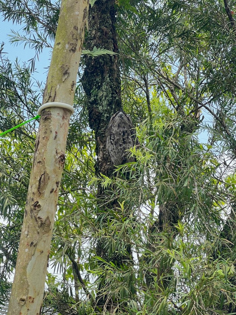 Tawny Frogmouth