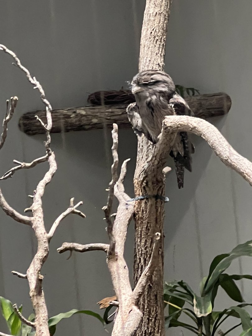 Tawny Frogmouth