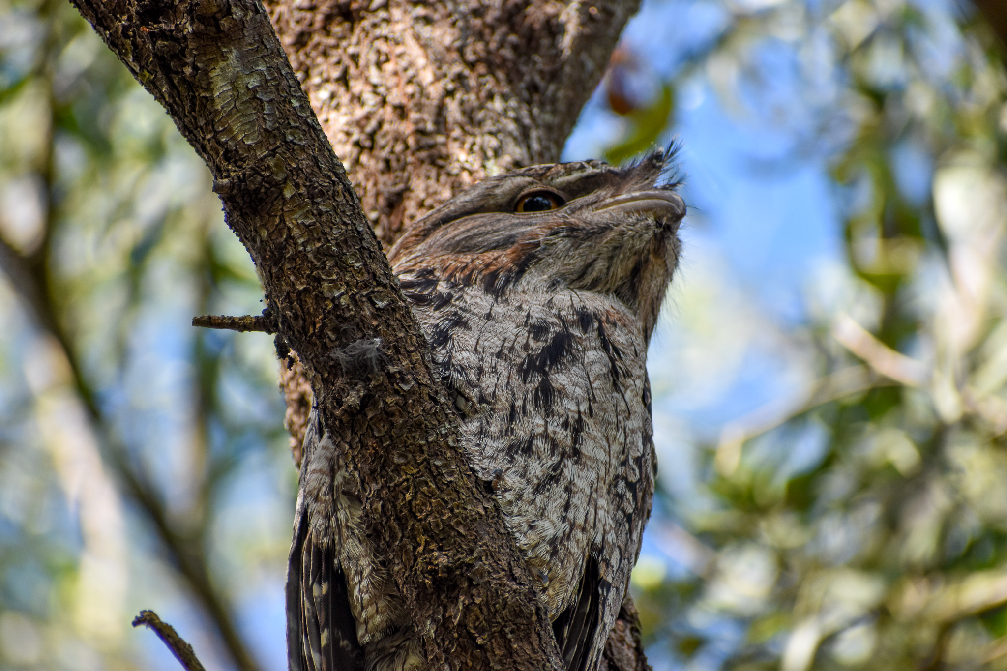Tawny Frogmouth