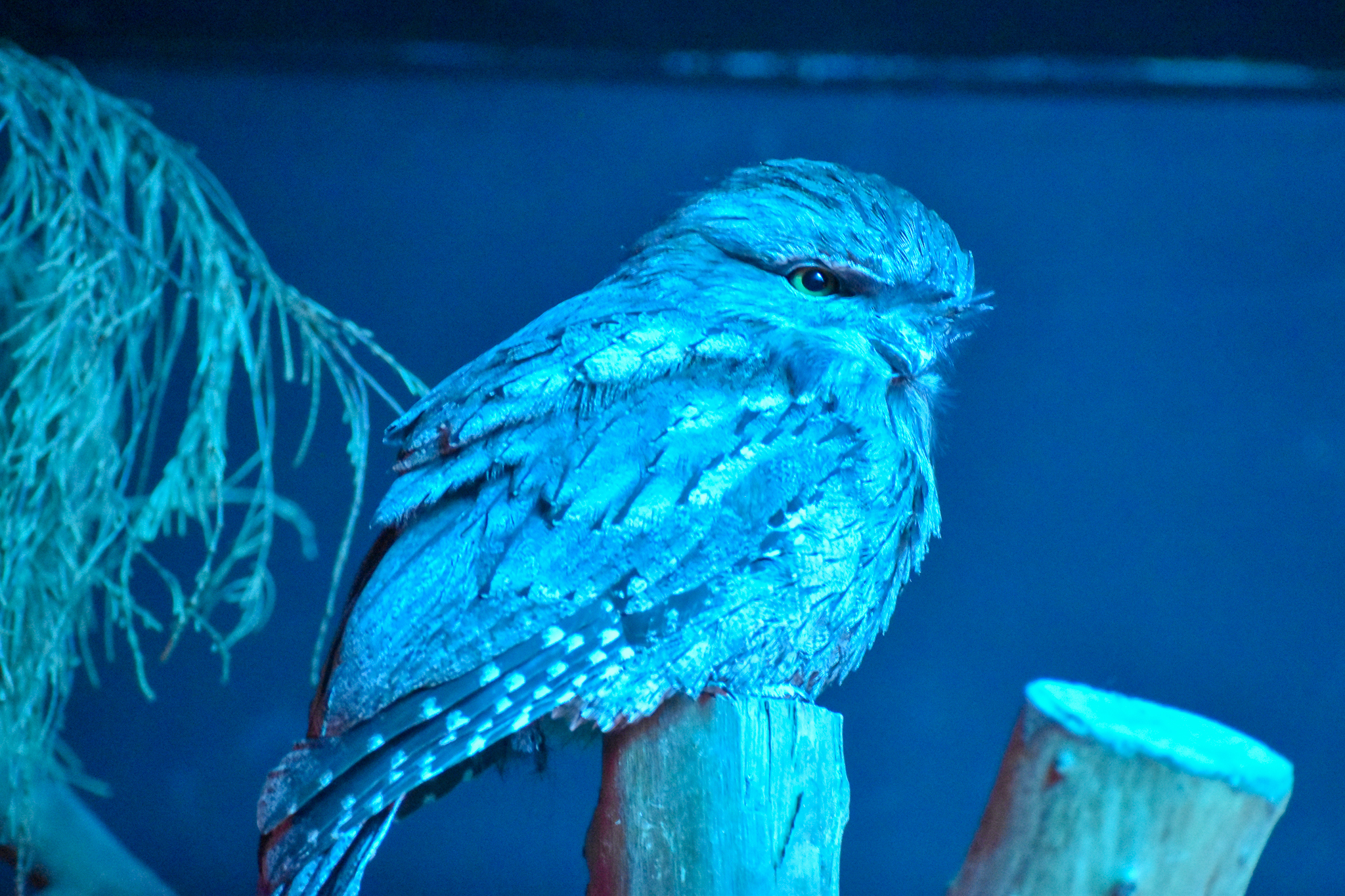 Tawny Frogmouth