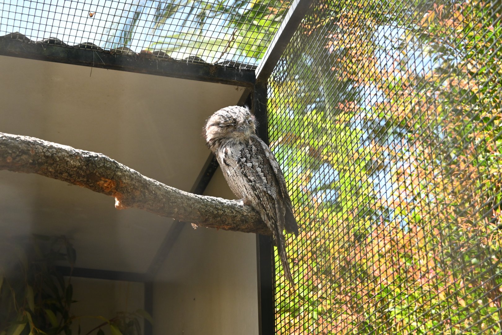 Tawny Frogmouth