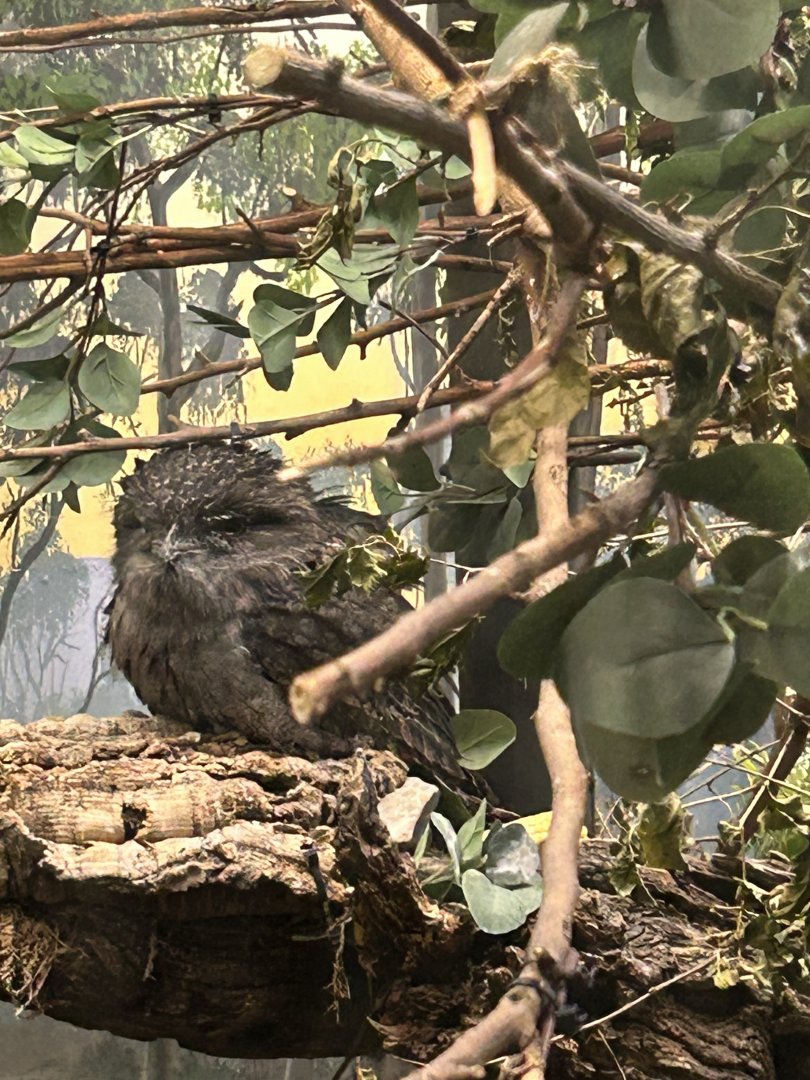 Tawny frogmouth