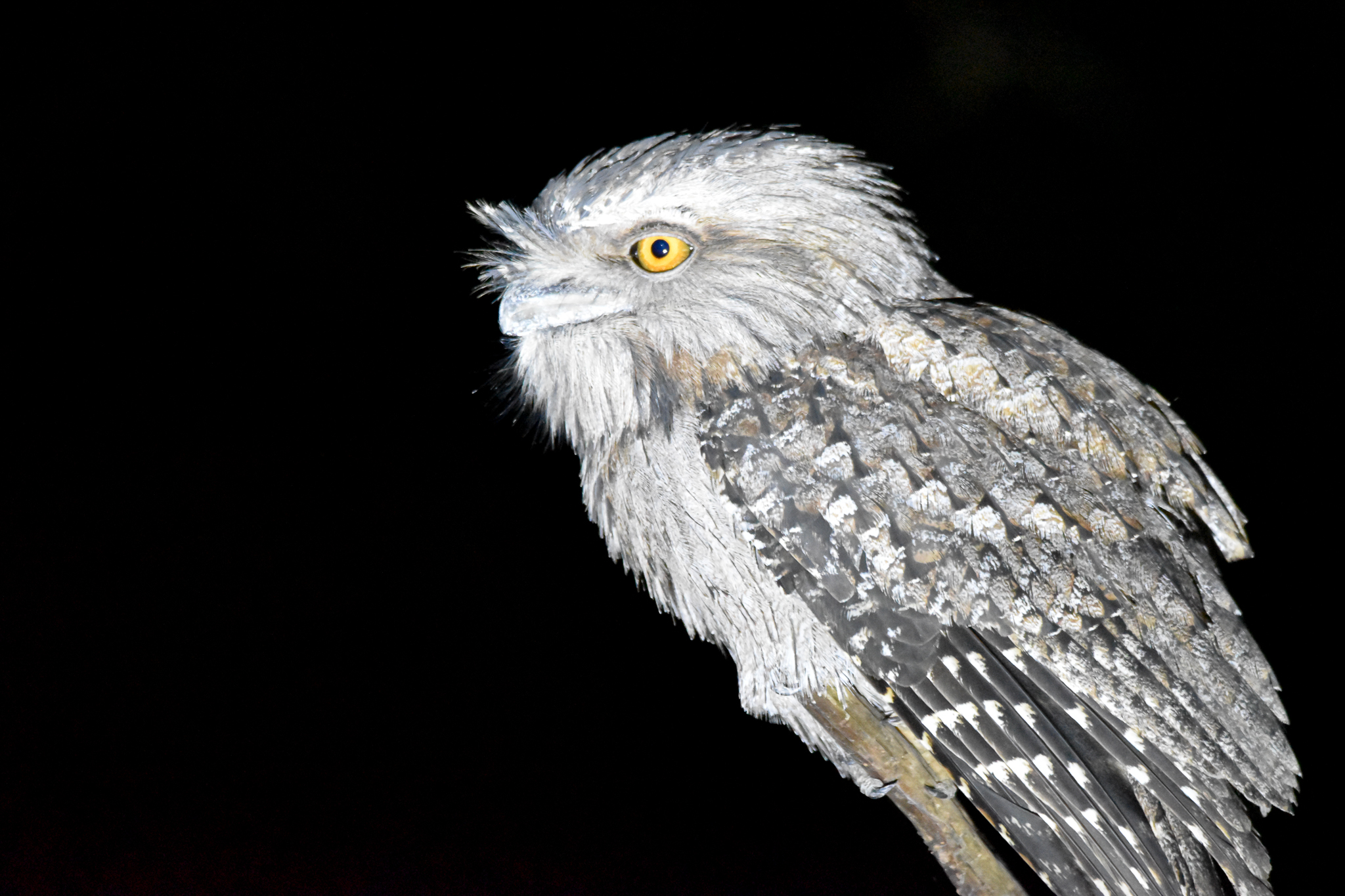Tawny Frogmouth