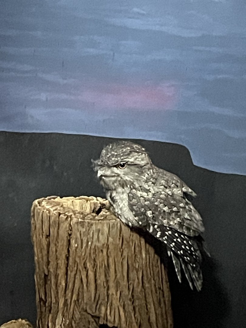 Tawny Frogmouth