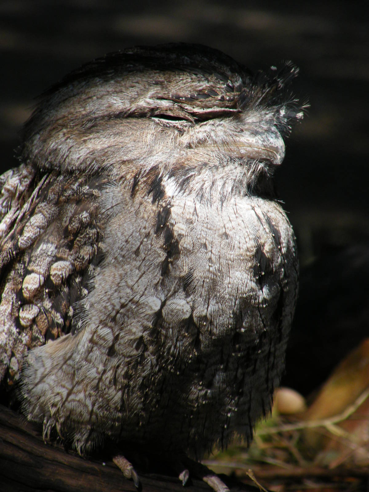 Tawny Frogmouth