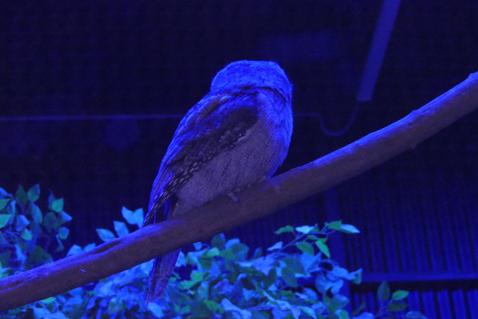 Tawny Frogmouth