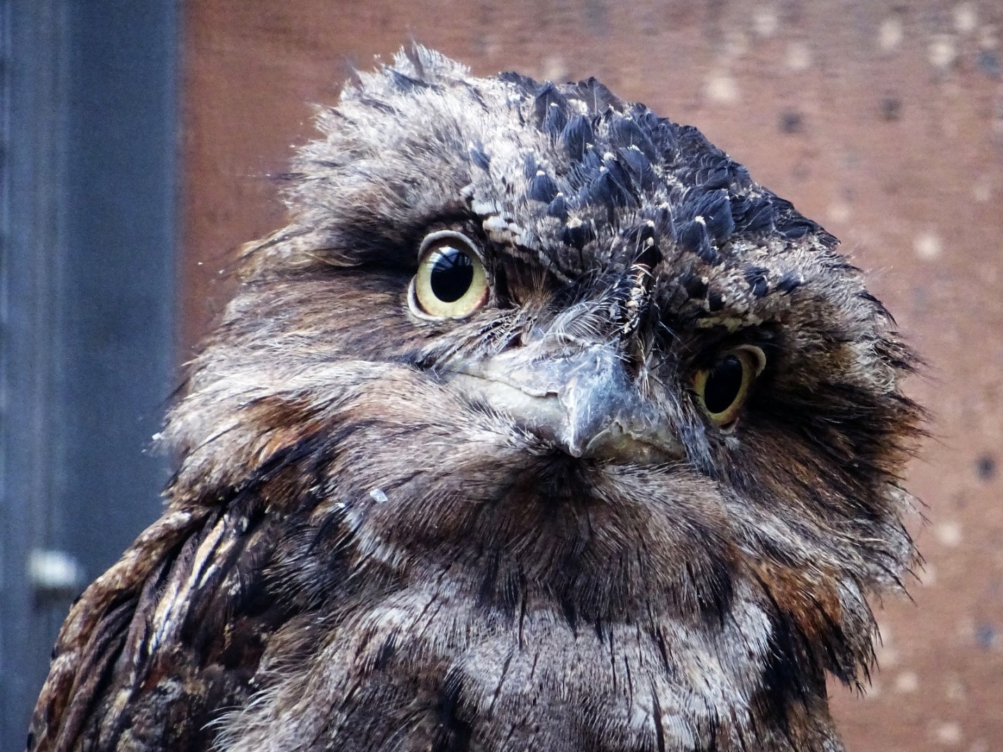 Tawny Frogmouth