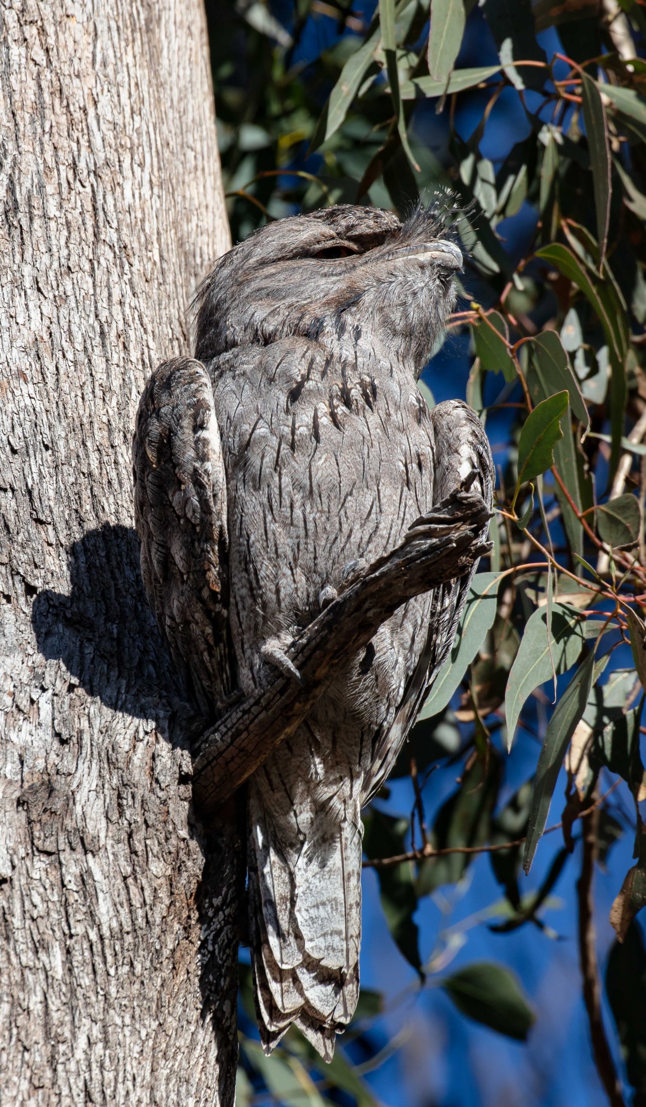 Tawny Frogmouth
