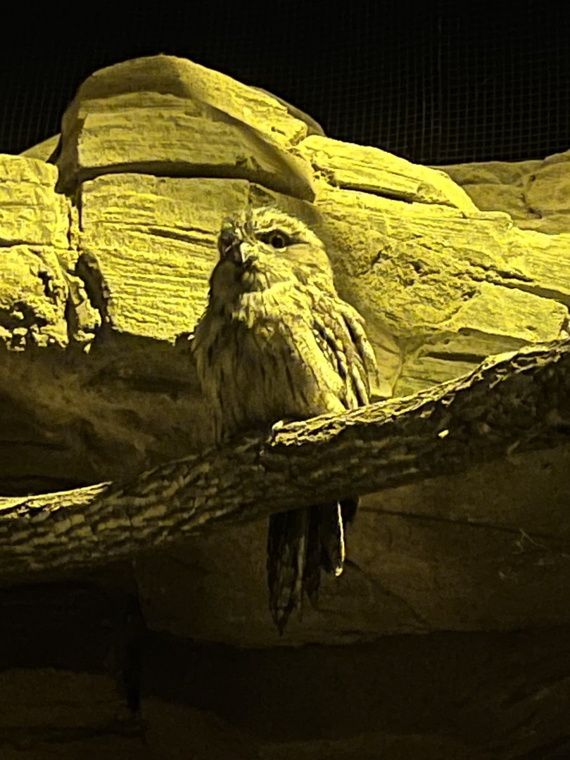 Tawny Frogmouth