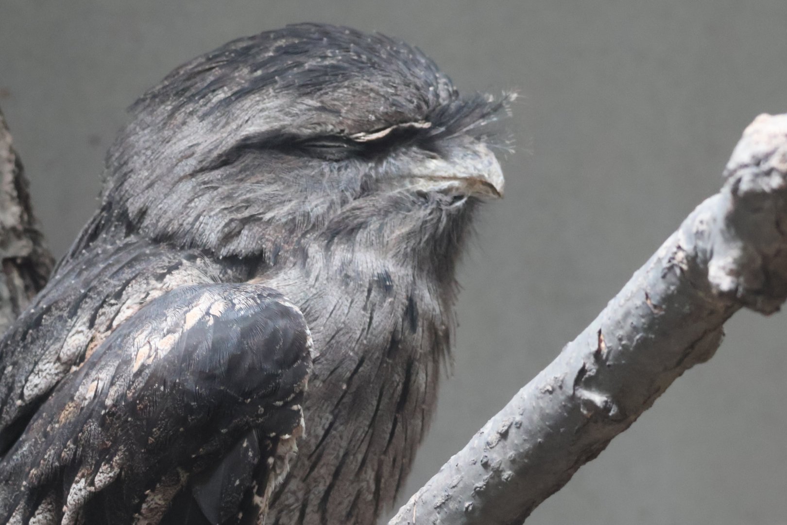 Tawny frogmouth