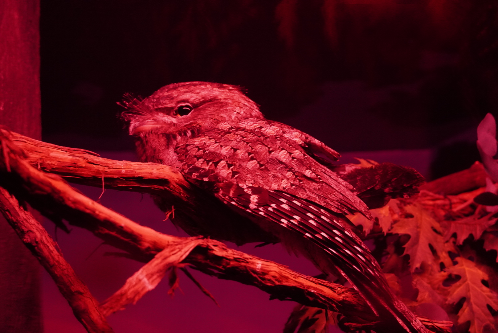 Tawny Frogmouth