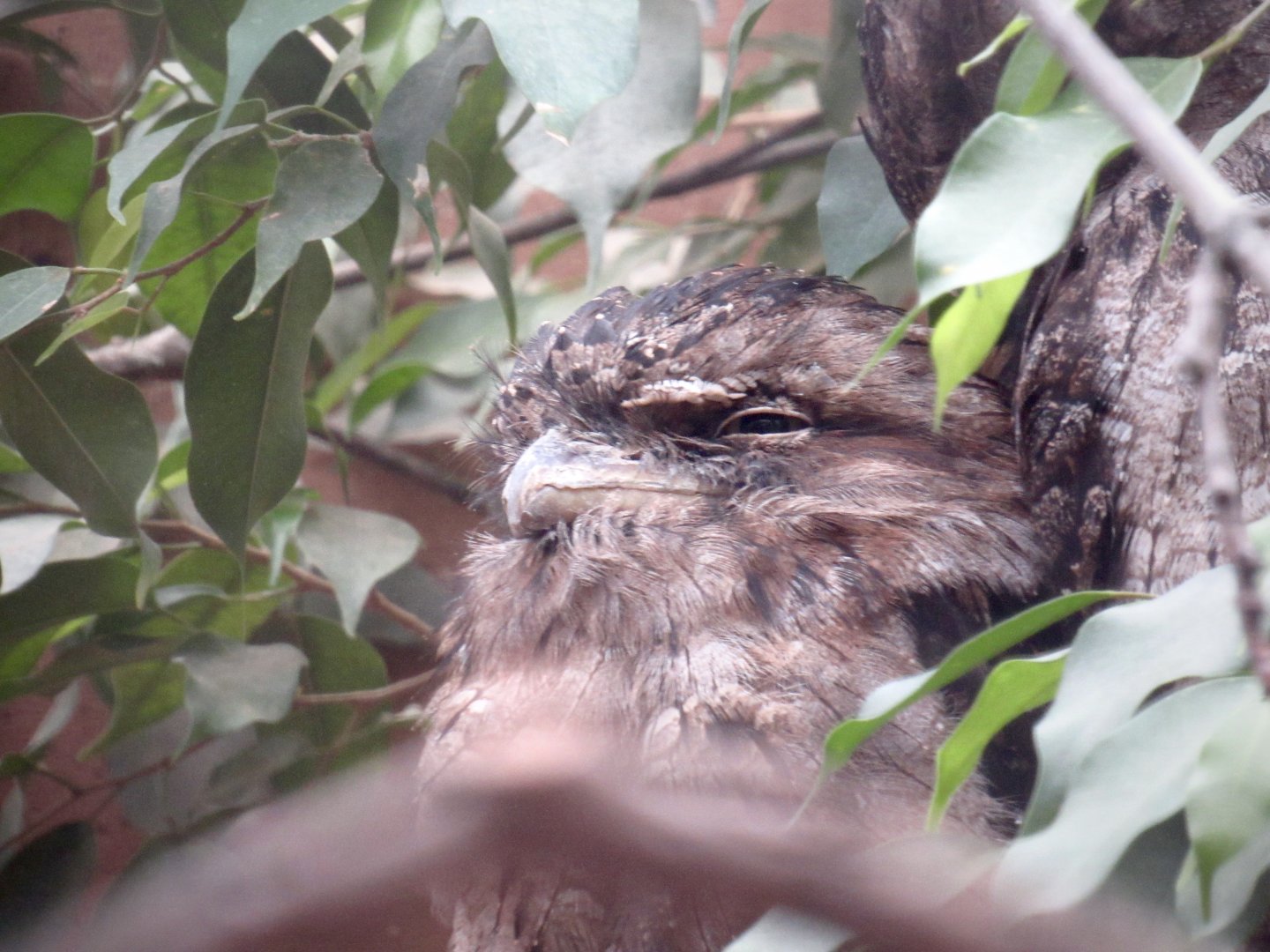 Tawny frogmouth