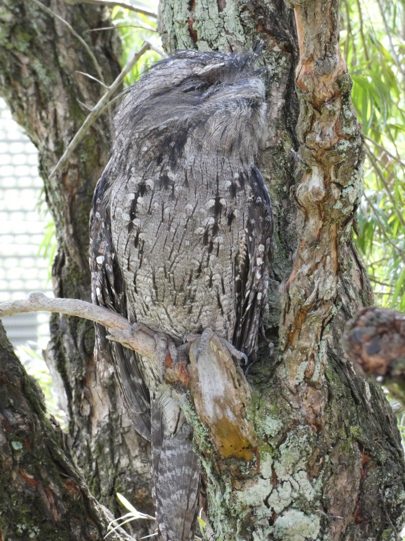 Tawny frogmouth