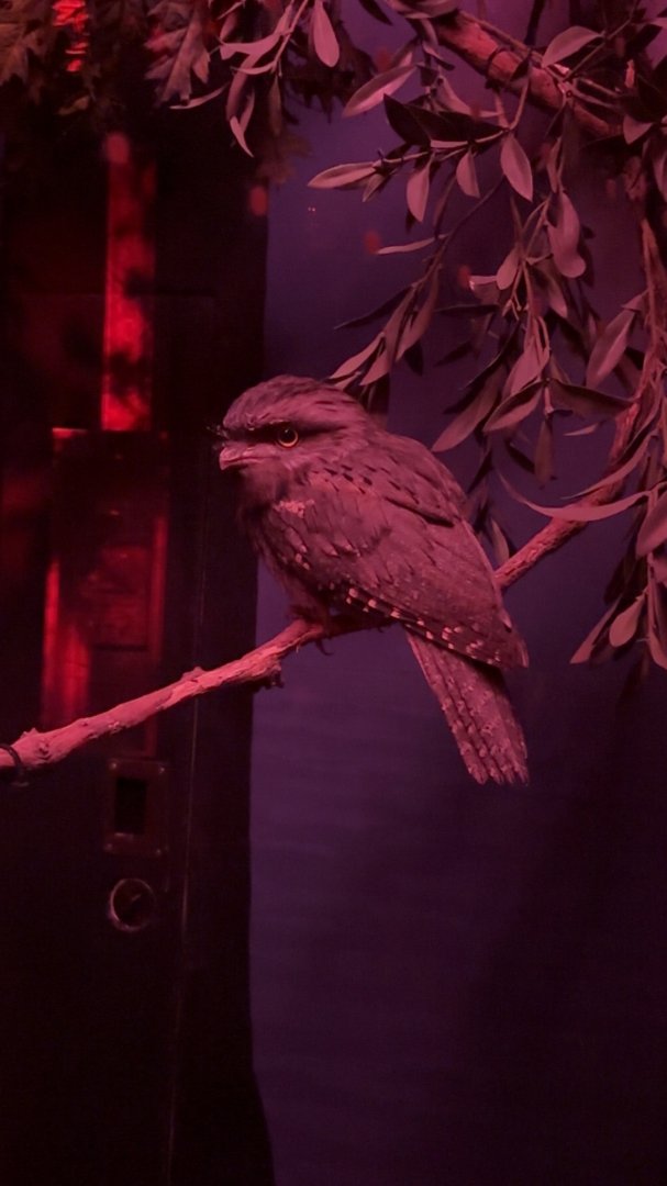Tawny Frogmouth