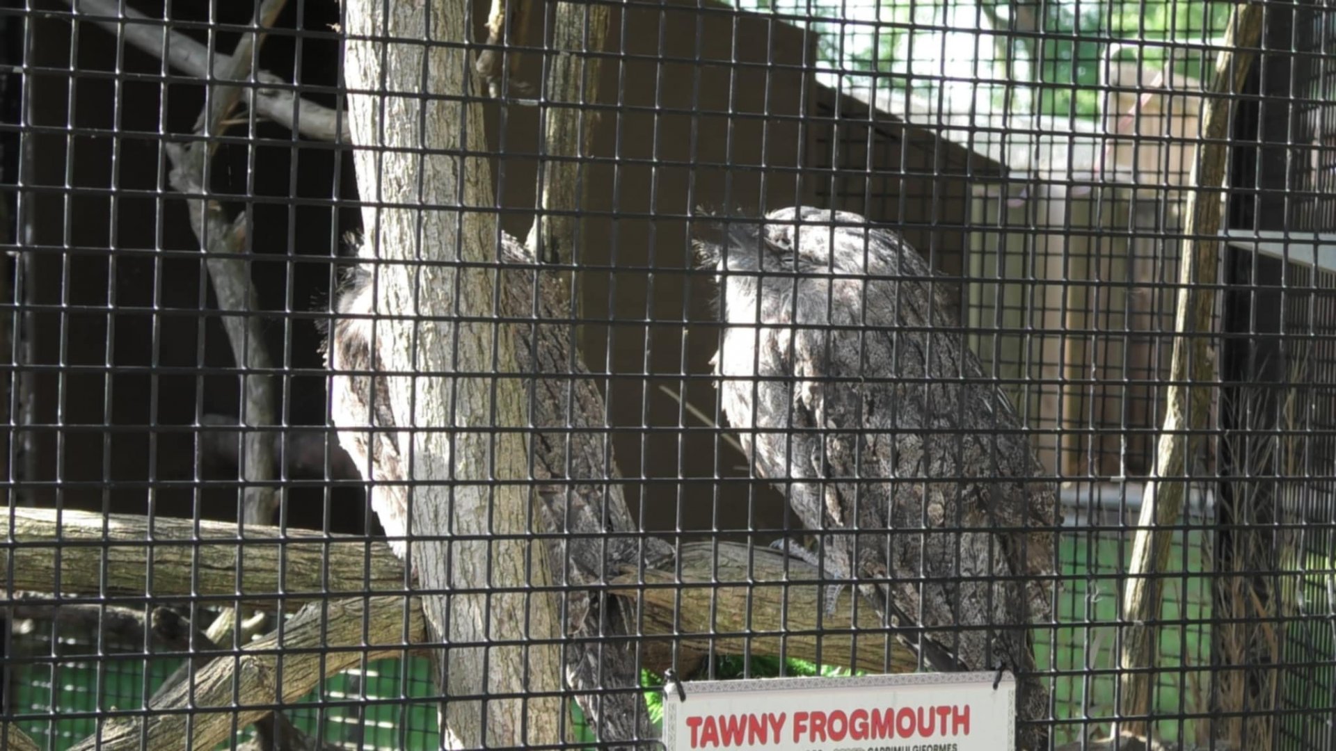 Tawny frogmouth