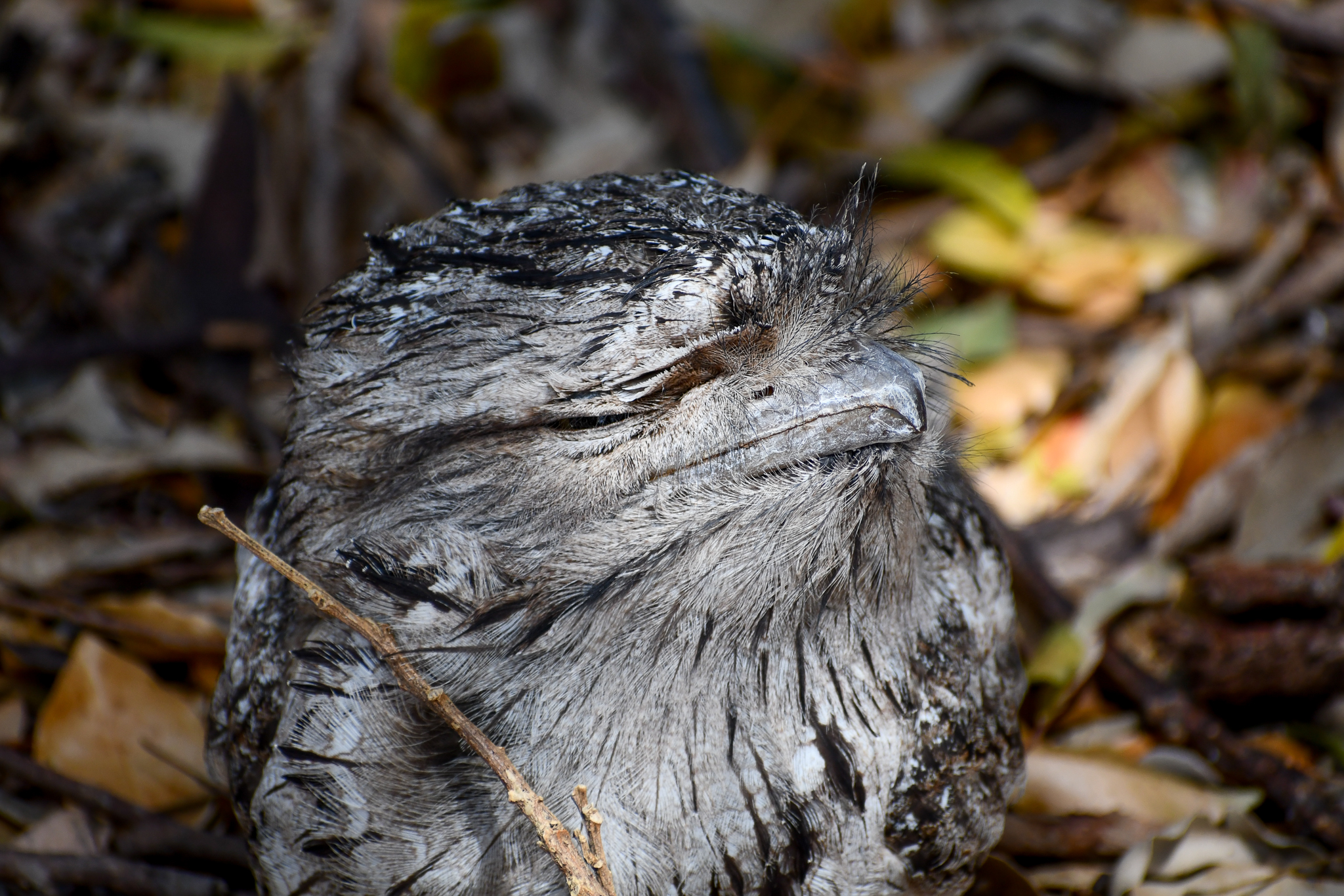 Tawny Frogmouth