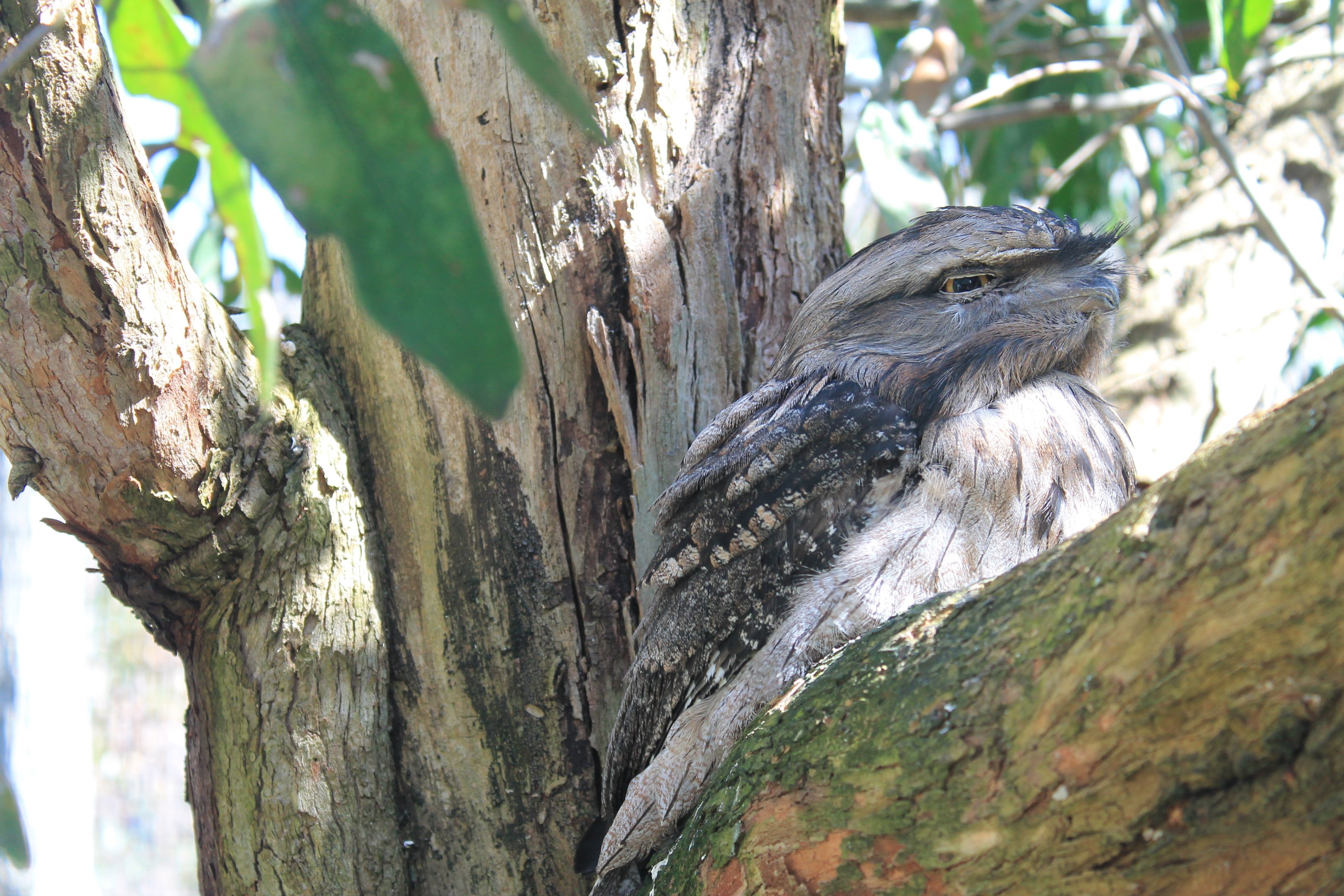 Tawny Frogmouth