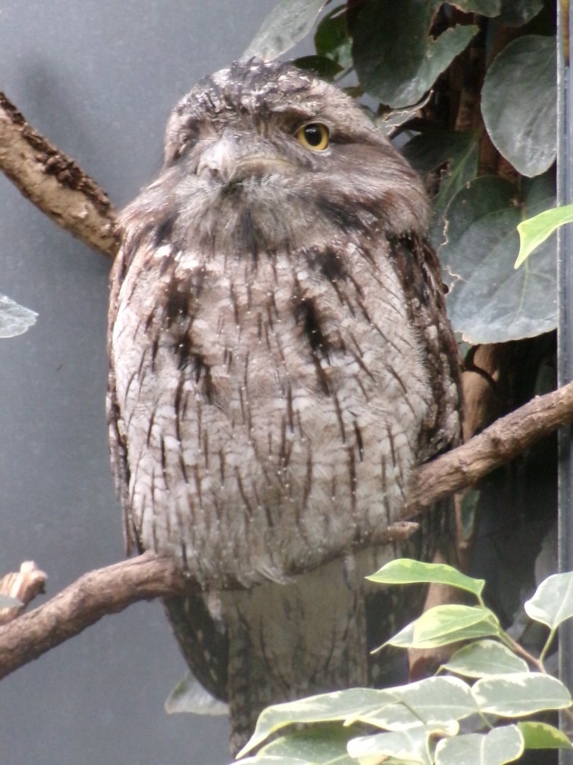 Tawny frogmouth