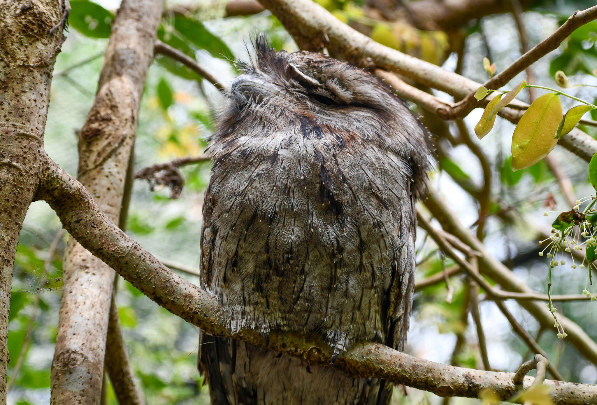 Tawny Frogmouth
