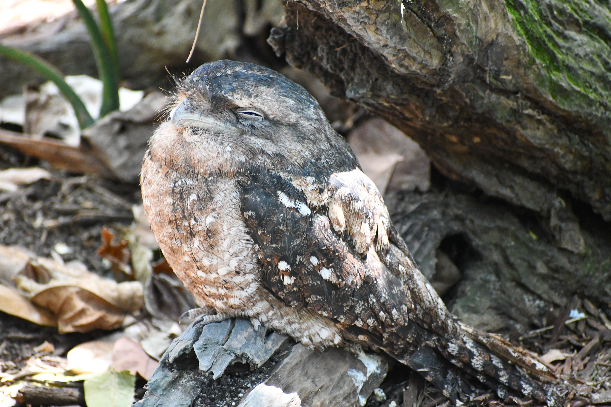 Tawny Frogmouth